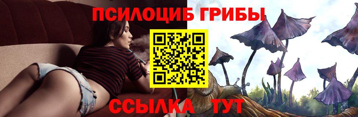 Моздок  Псилоцибиновые грибы Cubensis  Вход с VPN 